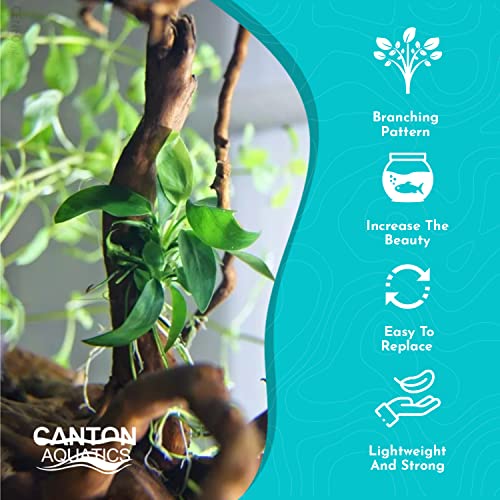 Anubias Large on Driftwood - Live Aquarium Plant - Freshwater - Low Light