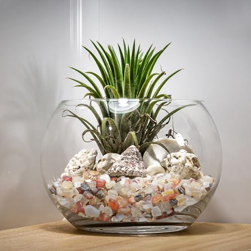 Halatool 2.2LB Crystal Pebbles 0.27"- 0.79" Natural Landscaping Pebbles Aquarium Gravel Decorative Polished Stone Suitable for Plants Home Decoration DIY Handmade Fish Tanks Vase Filler - size: 2.2 LB, style: Crystal Pebbles