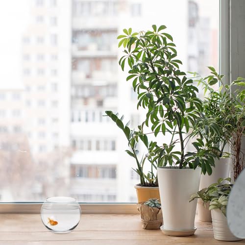 Baluue Round Glass Fish Bowl 4.72 X 3.54 Inch Clear Thick Glass Aquarium for Fish and Plants Desktop Decorative Vase Terrarium for Home Office Shelf - size: 12.00X12.00X9.00CM
