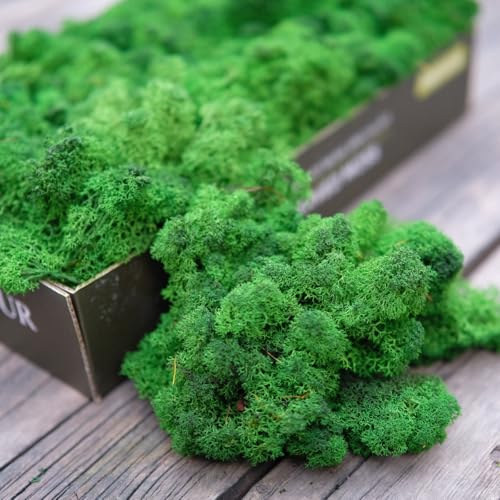 Preserved Reindeer Moss Natural Green DIY Kit Gardenning Art Wall Decor Florist Decor Easter Table Decor Wedding - color: Green-05, size: 0.85 lb