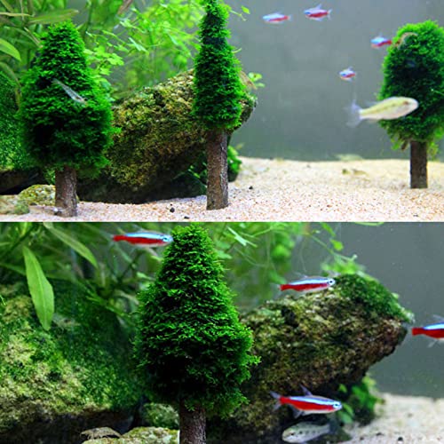 Aquarium Moss Decoration Fish for Holder Creating Your Own Trees Landscape Grow