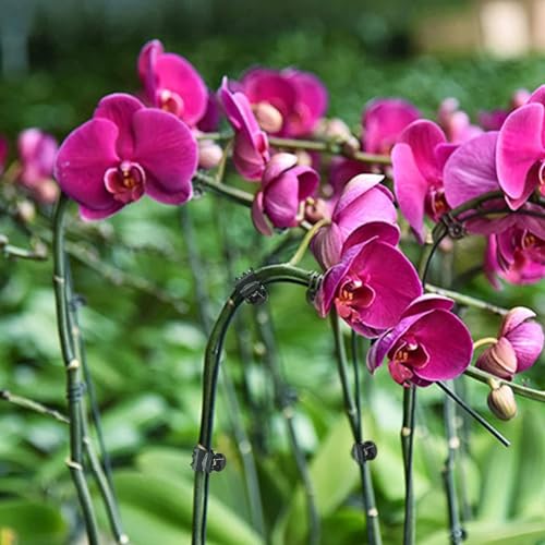 AccEncyc 100 Pcs Plant Clips Orchid Clips Plants Orchid Support Clips Flower Vine Clips for Supporting Stems Vines Stalks Climbing Plant Grow Upright - size: 100Pcs Classic