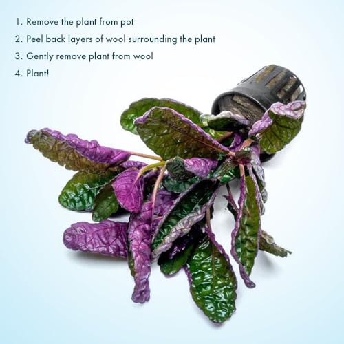 SubstrateSource Live Jungle Plants - Hemigraphis colorata (Hemigraphis sp.) - Low to Medium Light, Purple Green, Terrarium or Paludarium, Decorative Rosette Foliage - Pot - color: Hemigraphis Colorata, size: Pot