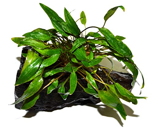 Cryptocoryne Wendtii Green on Driftwood (4-5 Inches)
