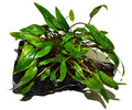 Cryptocoryne Wendtii Green on Driftwood (4-5 Inches)