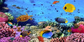 AOFOTO 20x10ft Underwater Ocean Coral Reef Backdrop Under The Sea Tropical Fish Sea Turtle Marine Life Photography Background Seabed World Nature Scene Aquarium Decor Kids Portrait Photo Shoot Props - size: 20x10ft