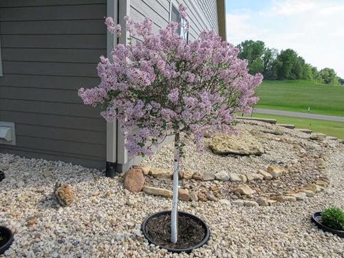12-Pack 24-inch Tree Planting Rings – Deep Root Watering Basin & Edging. - size: 24" - 12 pack