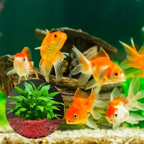 20 Pcs Aquatic Water Plant Fixed Rings, Aquarium Anchors Fish Tank Holder Rings Gravity Cup, Landscape Ceramic Pot Ring Tool Aquarium Decoration (20)