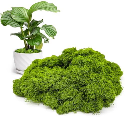 Fake Green Moss for Potted Plants Indoor, 5.3oz Artificial Moss for Crafts, Faux Moss Decor for Fairy Garden, DIY Decorative, Model Making, Walls, Glass Containers, Home - color: Dark Green 5.3oz