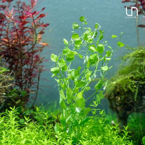 Ultum Nature Systems Cardamine Lyrata Vietnam Tissue Culture Live Plant for Aquarium, Aquascape, Freshwater Fish Tanks - 100% Snail Free in Vitro - color: Cardamine Lyrata Vietnam