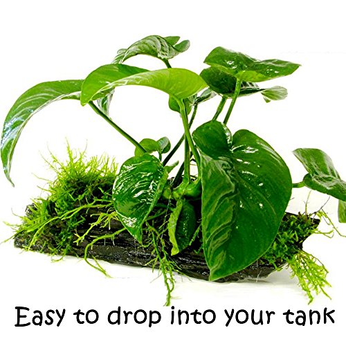 (Anubias Barteri Butterfly) Anubias, Java Fern, Moss and More! Freshwater Live Aquarium Plants on Driftwood for Aquatic Tropical Fish Tank Decorations - Easy to Drop