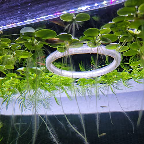 Aquarium Feeding Ring Translucent (5 Inch)