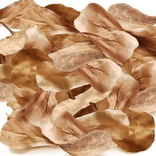 SunGrow 100 Pcs Mini Catappa Indian Almond Leaves for Betta Fish Aquarium, Shrimp, Frogs, Improves Habitat, Gives Tea Color, Helps in Lowering Aquarium Water pH, Improves Immunity