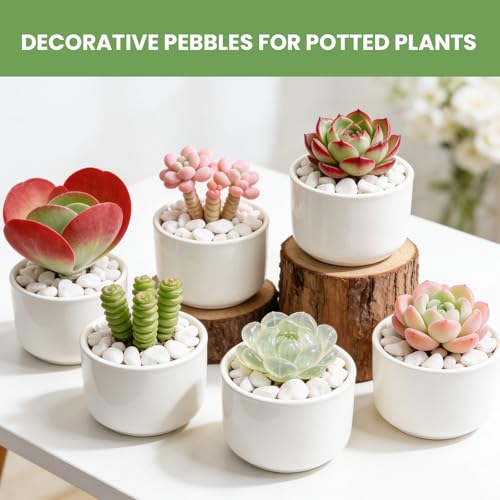 Snow White Polished River Rocks, 5/8 Inch Natural Decorative Pebbles for Fish Tank, Vase Fillers, Indoor Plants & Garden Landscaping,White Stones for Crafts, Succulents, Home Decor-6LB - size: 6lb, style: white