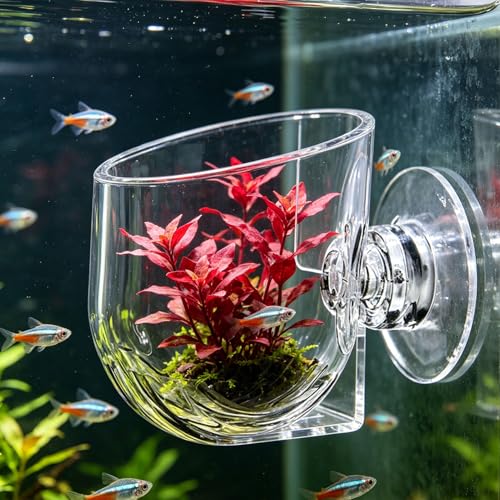 Aquarium Plant Holder, Transparent Acrylic Fish Tank Accessory with Removable Suction Cup, for Growing Xmas Moss Java Ferns (Large Size)