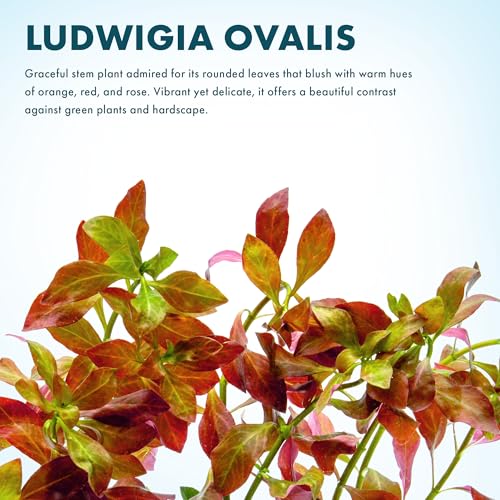 SubstrateSource Live Plant - Ludwigia Ovalis - Easy Care, Moderate to High Light, Green to Orange Accent, Freshwater Aquatic Plant for Aquascaping - Lead Bunch - color: Ludwigia Ovalis, size: Lead Bunch - 1 Pack