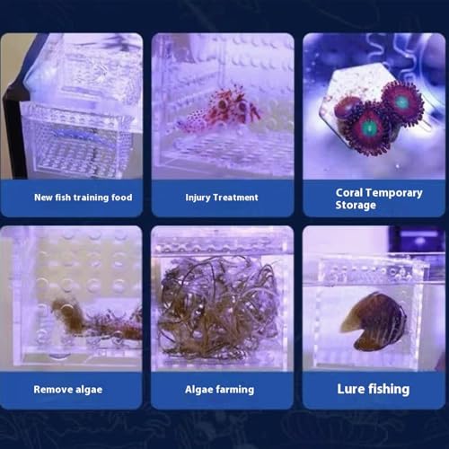 Acrylic Fish Breeding Box, Magnetic Fish Isolation Box Fish Separator for Aquarium Hatchery Incubator Tank for Baby Fishes Shrimp Clownfish Guppy (Medium, Normal Magnetic Model) - size: Medium, Normal magnetic model