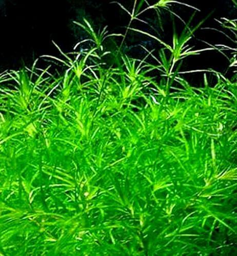 Guppy Grass - Super Easy and Beautiful Live Aquarium (Pond) Plant, Great for Betta, Guppy, Cherry Shrimp, Barbs, Platys etc etc! Instantly Beautify Your Tank with This Stunning Live Plant! BUY2GET1