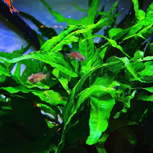Java Fern On Driftwood Live Aquarium Plant Tropical Freshwater Decorations