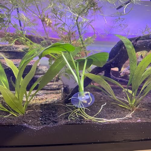 20PCS Aquarium Suction Cups with 20PCS Adjustable Cable Ties for Plants, Planter, Binding Moss Shrimp Nest, Fish Tank Suction Cups