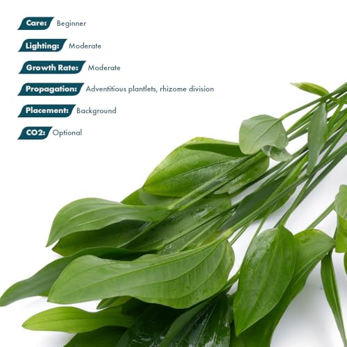SubstrateSource Echinodorus Grandifolius Sword Live Plant for Freshwater Aquariums, Natural Fish Tank Decorations, and Aquatic Decor (1 Pot (2-3 Plants)) - color: Ech. Grandifolius, size: 1 Pot