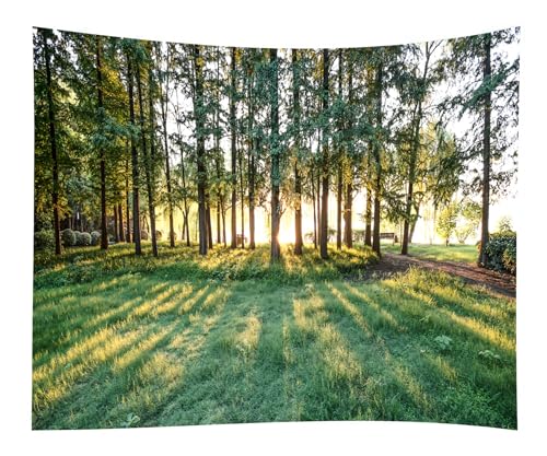 WODEJIA Sunrise Forest Tapestry, Green Trees Sunlight Landscape Wall Hanging, Nature Park Scenery Tapestries for Living Room Dorm, Large Aesthetic Wilderness Wall Art Decor Gift（79"x59"inches） - color: Sunrise Forest, size: 79"L x 59"W