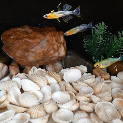 Small Seashell for Craft, Natural White Clam Sea Shells, DIY Assortment, Tiny Shell, Ocean-Themed Decorations, Fish Tank Plant Gravel, Party Wedding Home Decor Vase Filler, 200pcs