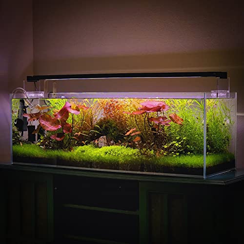 SubstrateSource Live Plant - Dwarf Hairgrass Eleocharis Belem Tissue Culture Aquatic Live Aquarium Plant - 100% Snail Free in Vitro Cup (Dwarf Hairgrass) - color: Dwarf Hairgrass Eleocharis Belem