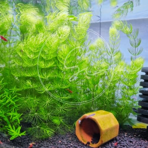 Swimming Creatures™ Live Aquarium Plants (2 Large Bunch Hornwort) - color: 2 Large Bunch Hornwort