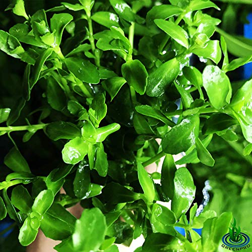 Bacopa Monnieri 3-Bunch Freshwater Live Aquarium Plants Background Fish Tank