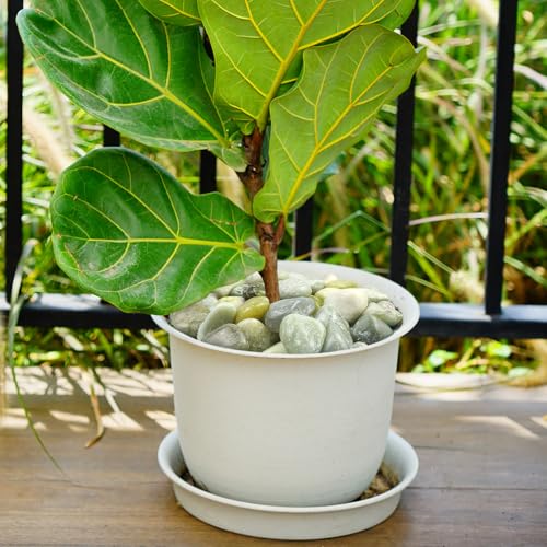 YISZM 10lbs Jade River Rocks, 2-3 Inch Natural Pebbles for Indoor Plants, High Polished Decorative Stones Vase Filler Fish Tank Aquariums Landscaping Garden Outdoor and Indoor DIY - color: Jade, size: 10 Pounds