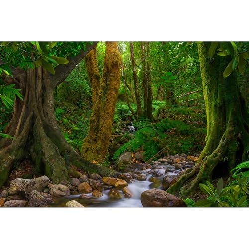 Forest Aquarium Background Jungle Rainforest Stream Fish Tank Background Lush Green Trees with Moss Terrarium Background Forest Stream Rock Theme Reptile Habitat Background Poster Vinyl 24x12in - color: Moss Green, size: 24(W)x12(H)in