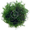 Swimming Creatures™ Live Aquarium Plants (Java Moss (25sq inch Portion)) - color: Java Moss (25sq inch Portion)