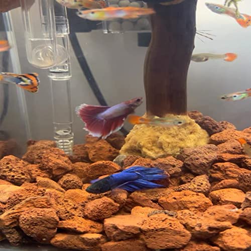 10 Pack Aquarium Red Lava Rock Fish Tank Volcanic Pumice Stones for Shrimp Betta(1.18''-1.96'') - color: Red, size: M:1''-2''