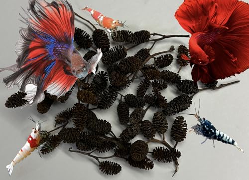 Alder & Casuarina Cones Betta Shrimp Tank Promotes Natural Habitat, Breeding, Tannin Producing Improves Immunity, Easy to Use, by Awesome Aquatic (50 Pack Alder) - size: 50 Pack Alder