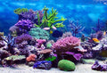 12x8ft Under The Sea Backdrop Underwater Seascape Coral and Fish Aquarium Photography Background Marin Ocean Diving Atoll Reef Summer Kids Birthday Artistic Portrait Photoshoot Studio Props - size: 12x8ft