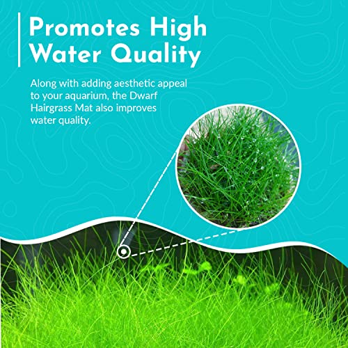 Dwarf Hairgrass Eleocharis - Freshwater - Medium-High Light