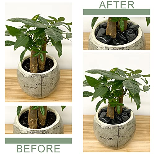 FANTIAN 2lbs Black Pebbles for Indoor Plants, 0.8-1.2 inch Polished Stones. Decorative Black River Rocks for Potted Plants Vase Aquarium Landscaping and Outdoor Garden - size: 0.8-1.2 inch, style: 2.0 Pounds