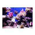 GLOGLOW Aquarium Background Sticker, 3D Effect Seaworld Landscape Image PVC Sticker Sided Adhesive Wallpaper Background Poster Aquarium Wall Decorations(61x41cm) Backgrounds - size: 61x41cm