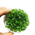 Staurogyne Repens Carpet Foreground Live Aquarium Plants Vitro TC Cup for Freshwater Fish Tank Decorations