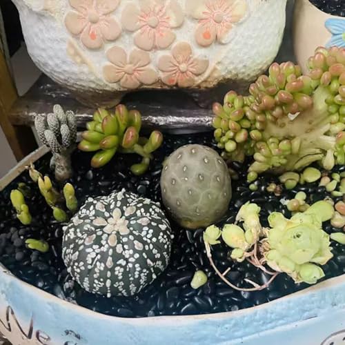 FANTIAN 5 lbs Pebbles for Indoor Plants. 3/8 inch Small Black Stones, Decorative Black River Rocks for Plant Outdoor, Vase, Landscaping and Garden - size: 5 pounds, style: Black