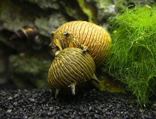Aquatic Arts 5 Live Sun Thorn Nerite Snails | Nano Aquarium Tank Snail | Great With Dwarf Shrimp | Aquarium Plants | Freshwater Fish - size: 5-SNAILS