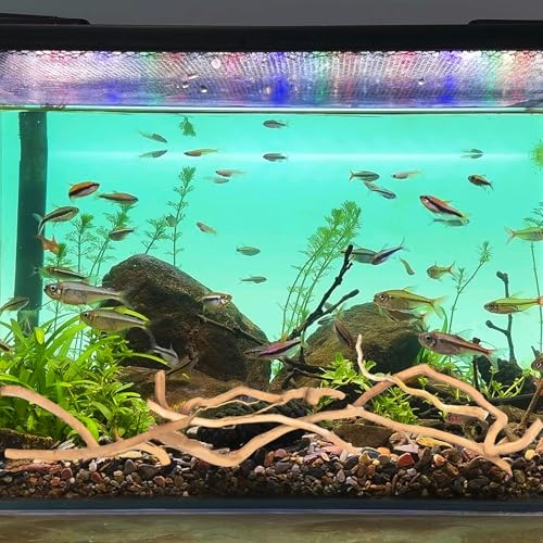 Hamiledyi Natural Driftwood for Aquarium Decor - Red Moor Wood 10"-15" Long Assorted Shapes (600g) Safe Branches for Fish Tank & Reptile Habitat - Natural Aquarium Wood Decorations (Coarse Branches)