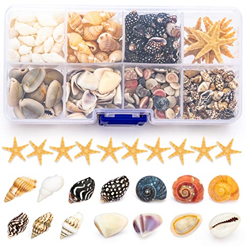 Premium Tiny Seashell Mix, Including Sea Shells, Sea Snails and Starfish total 300+PCS (8 Kinds), Shells for Crafts Decorating Resin and Mosaics Projects DIY Crafts Home Decor Beach Themed Party