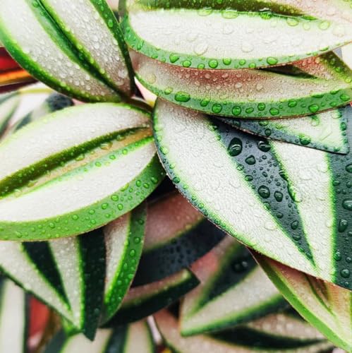 Reptile Plants for Terrarium Decor,Amphibian Habitat Decor, Bearded Dragon Tank Accessories,Artificial Plants for Gecko Chameleon Snake Tortoise with Base (Zebrina) - color: Zebrina