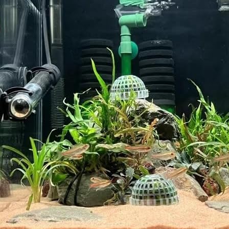 Java Moss Live Plant for Aquarium, 10 Square Inches Coral, with 1x Plastic Ball Holder, Freshwater Live Aquarium Plants Shaping Filter