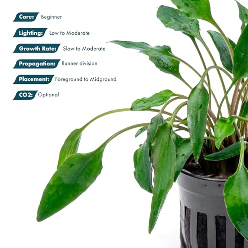 SubstrateSource Cryptocoryne Live Aquarium Plants - Freshwater Plant for Aquariums, Planted Fish Tanks - Beginner Friendly (Undulata, 1 Pot (3-5 Plants)) - color: Undulata, size: Pot