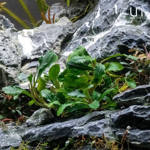 Ultum Nature Systems Live Tissue Culture - Bucephalandra Brownie Phoenix - Easy, Low-Med Light - Dark Green, Red, Purple Accent - Foreground to Midground - 100% Snail Free Grown In-Vitro - Regular Cup - color: Bucephalandra Brownie Phoenix - Regular