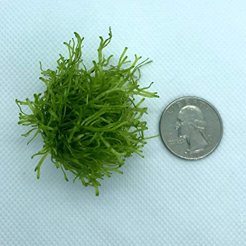Riccia Fluitans Crystalwort Live Aquatic Plant for Aquarium
