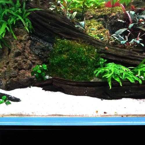 LINLAN 24 Pieces 3.1X3.1in (8X8cm) Aquarium Moss Mesh, 304 Stainless Steel Aquatic Moss Wall, Easy to Cut, for Fixing and Propagating Aquatic Mosses, DIY Aquarium Filtration, and Aquascaping - size: 24 PCS
